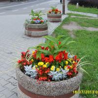 wazy - canna, szałwia, tagetes, starzec