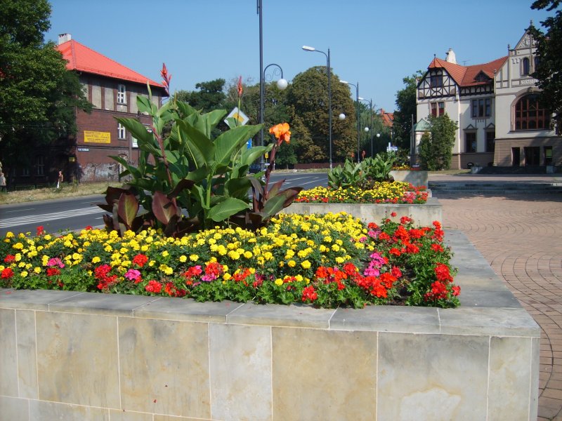 wazy - canna, tagetes, pelargonia