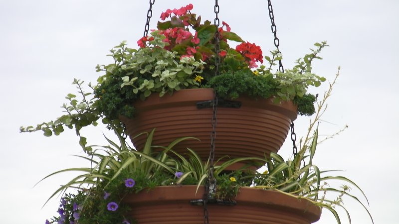 wazy - gnaphalium, chlorophytum