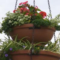 wazy - gnaphalium, chlorophytum