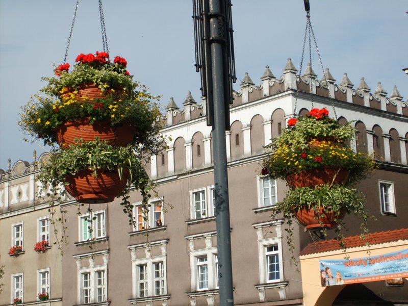 wazy - pelargonia, gnaphalium, bidens, plectrantus, chlorophytum, bacopa