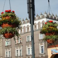 wazy - pelargonia, gnaphalium, bidens, plectrantus, chlorophytum, bacopa