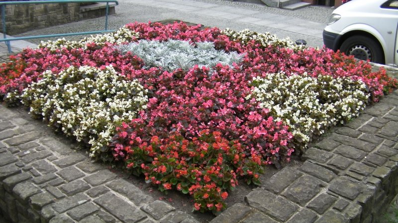 wazy - starzec, begonia semperflorens