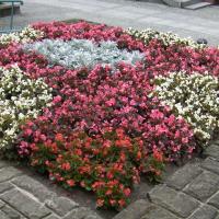 wazy - starzec, begonia semperflorens