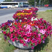 wazy - surfinia, szałwia, tagetes