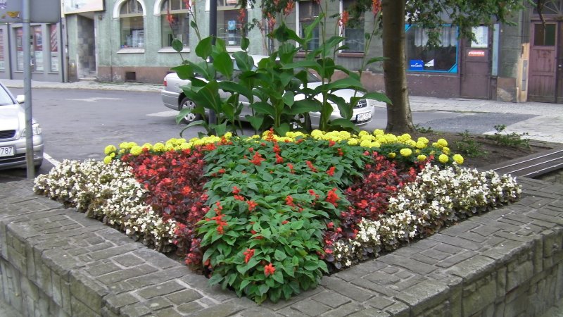 wazy - szałwia, tagetes, begonia semperflorens