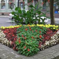 wazy - szałwia, tagetes, begonia semperflorens