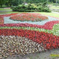 kwietnik 2 - begonia semperflorens, starzec, szałwia