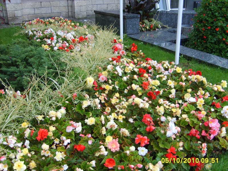 kwietnik - begonia bulwiasta