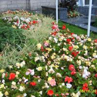 kwietnik - begonia bulwiasta