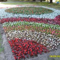 kwietnik 1 - begonia semperflorens, starzec, szałwia