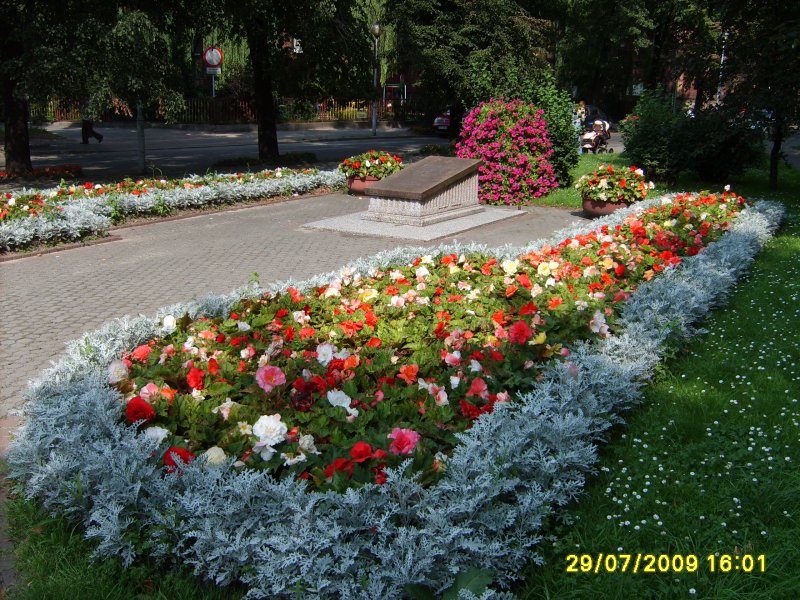 kwietnik - starzec, begonia bulwiasta