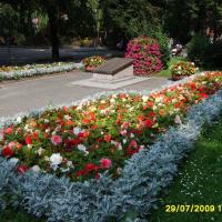 kwietnik - starzec, begonia bulwiasta