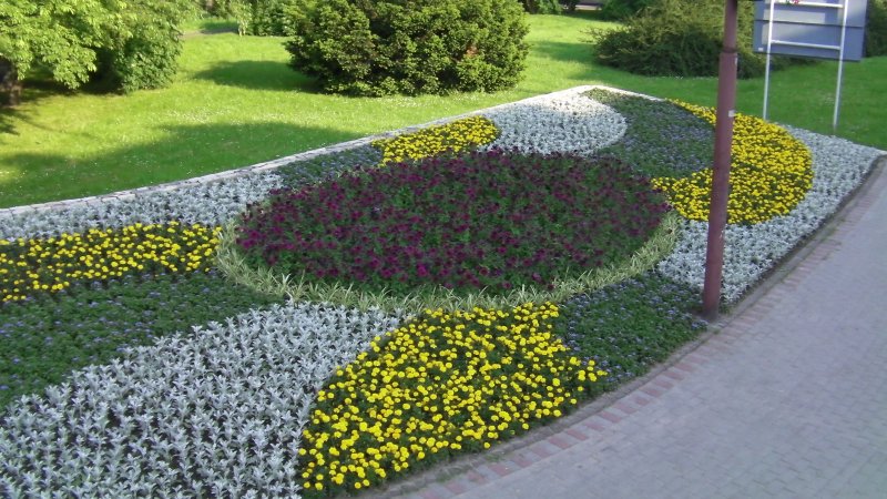 kwietnik - starzec, tagetes, surfinia