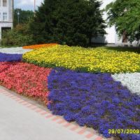 kwietnik - starzec, żeniszek, begonia semperflorens, tagetes
