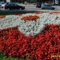 kwietnik - szałwia, starzec, begonia semperflorens