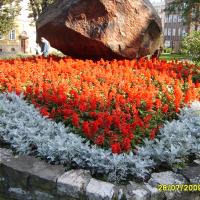 kwietnik - szałwia, starzec