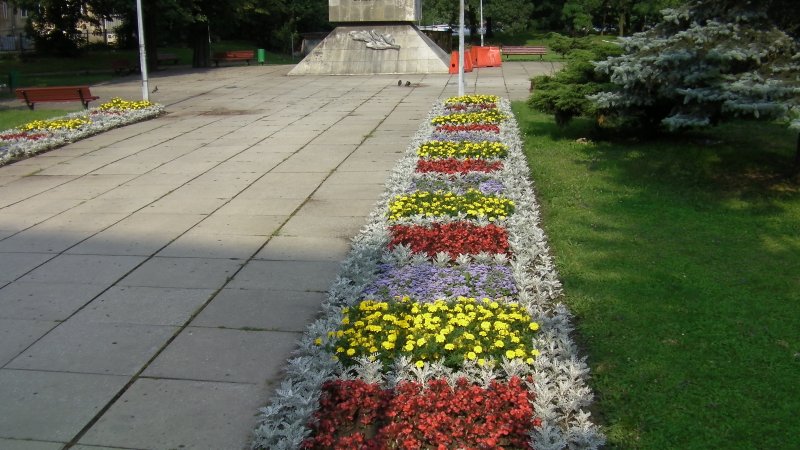 kwietnik - żeniszek, starzec, tagetes