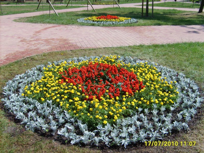 kwietniki - szałwia, tagetes, starzec