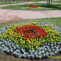 kwietniki - szałwia, tagetes, starzec