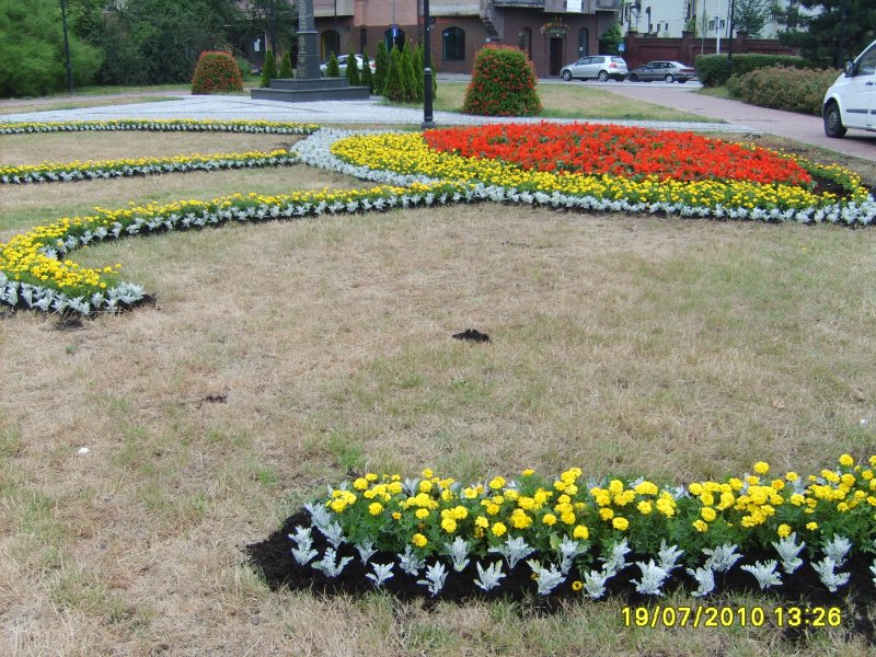 węże - szałwia, tagetes, starzec