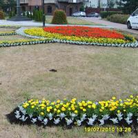 węże - szałwia, tagetes, starzec