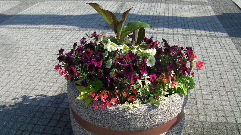 waza - surfinia, canna