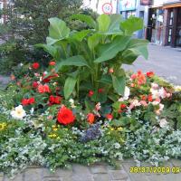wazy - canna, begonia bulwiasta, gnaphalium, lobelia, bacopa, bidens