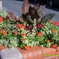 wazy - canna, pelargonia, chlorophytum, plectrantus