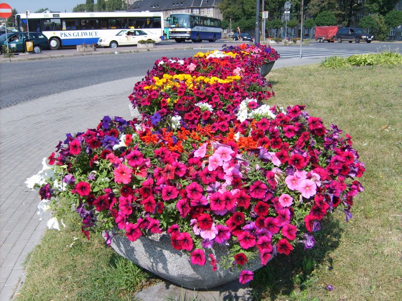 wazy - surfinia, szałwia, tagetes